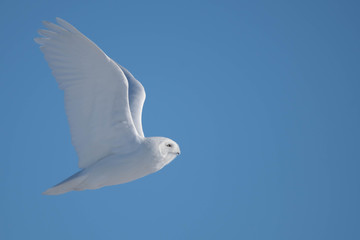 Male Snowy Owl in Winter Flight 