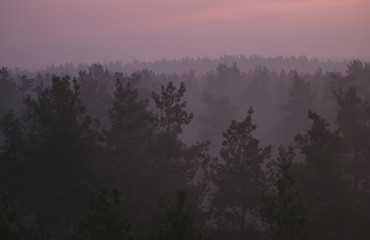 Forest on sunrise 