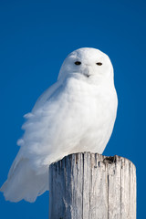 Male Snowy Owl in Winter Flight 
