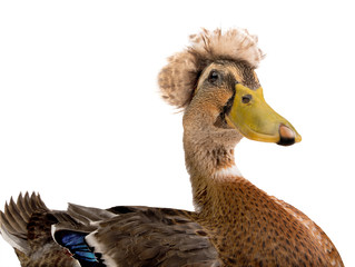 Sitting beautiful brown duck isolated