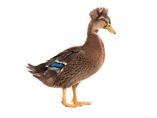  brown standing beautiful white duck isolated on a white background.standing beautiful white duck isolated