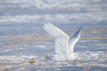 Male Snowy Owl in Winter Flight 
