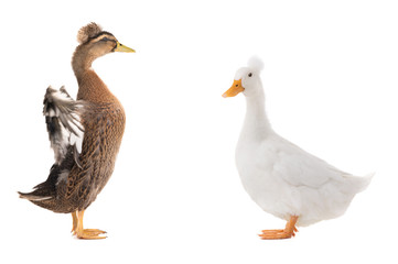 two standing beautiful brown duck with spread wings isolated