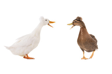 two Quacking white duck isolated on a white background.