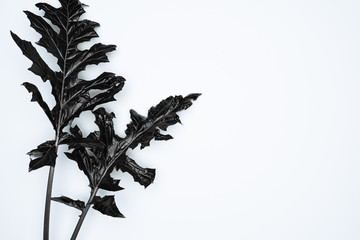 Black leaves on white background. Flat lay, top view, space.