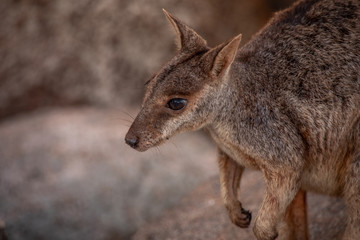 Naklejka na ściany i meble Nahaufnahme eines Rock Wallaby in Australien