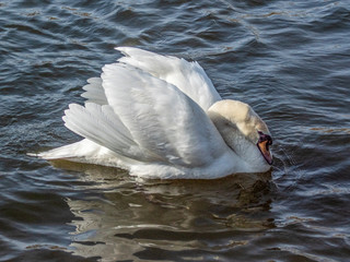 łabędź © Henryk Olszewski
