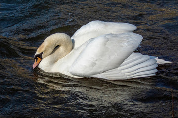 łabędź © Henryk Olszewski