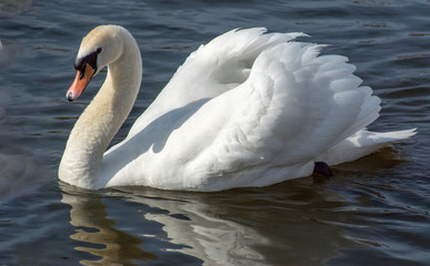 łabędź