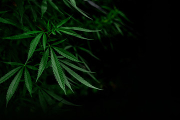 Marijuana that is ready to be used as a serum for medical use