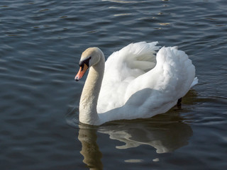 łabędź © Henryk Olszewski