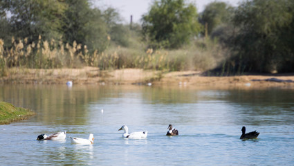 white and gray color ducks swimming in man made lake, Taken from Al Quadra lake Dubai