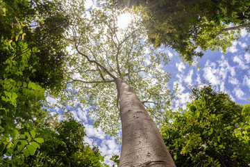 Fototapeta premium Big tree with clouds and sunlight in the sky, view from the bottom up