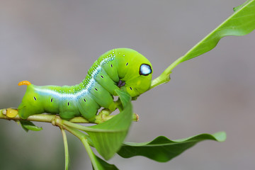 Close up green worm or Daphnis neri worm on the stick tree in nature and enviroment