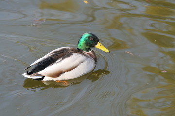 Obraz premium Duck male with green head in the water