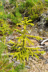 a small fur-tree in the forest