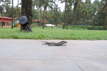 Staredown with a lizard in a Goan monsoon
