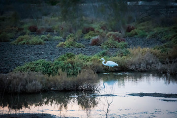 The white heron walking in ras al khor wildlife sanctuary Dubai