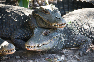 Alligator