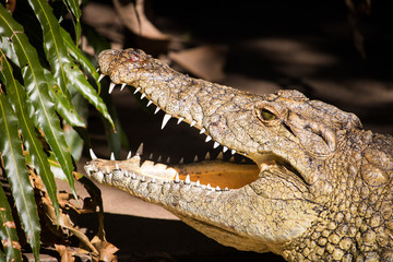 Fototapeta premium Crocodile