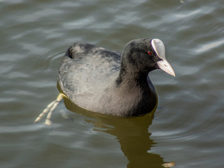 kokoszka © Henryk Olszewski