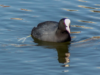 kokoszka © Henryk Olszewski