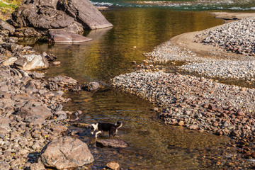 Mountain river Chulyshman, a dog standing on the shallows near the riverbank. Ulagansky District, Altai Republic, Russia