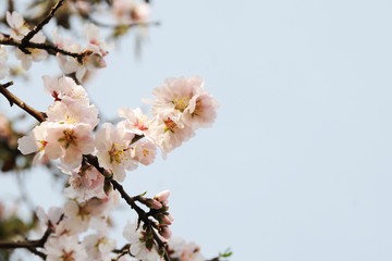 Spring concept. Almond flowers. Spain.