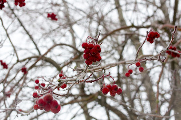 Rowan berries hang on the branches