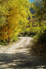 Dirt road in a mountainous woodland. Chulyshman Valley, Ulagansky District, Altai Republic, Russia