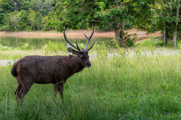 Naklejka na ściany i meble The male brown deer is beautiful the horn is in the forest park.