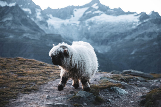 Sheep grazing in mountains of Switzerland