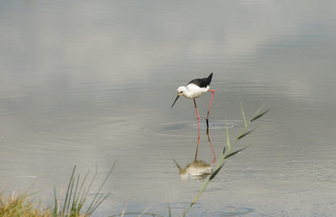 A black-winged stilt (Himantopus himantopus) walking in water