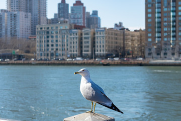 Seagull on a Perch along the East River at Roosevelt Island in New York City	