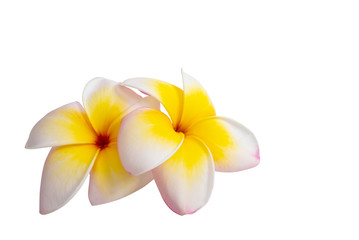 frangipani flower isolated
