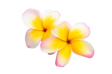 frangipani flower isolated