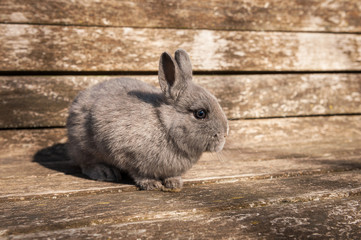 A young small rabbit sitting on a bench © Stefan