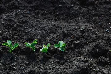 Green peas sprouted in the soil. Several shoots of green dessert peas planted in the open ground in the spring in Russia close-up with Kopi space. The view from the top