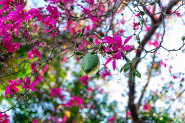 Obraz na płótnie Canvas flowers and fruit of the paineira-rosa (Chorisia speciosa) tree in a park in southern Brazil