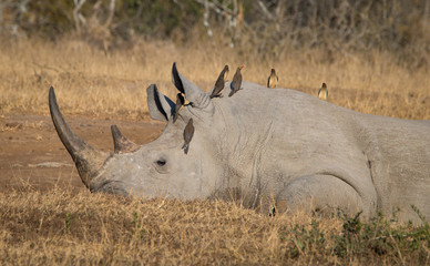 Rhino