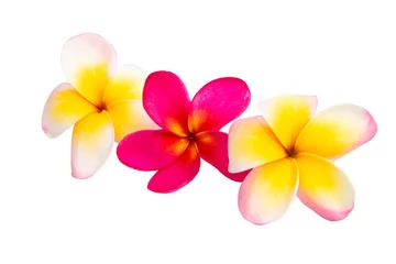 Deurstickers frangipani flower isolated © ksena32
