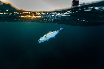 fishing and catching a trevally