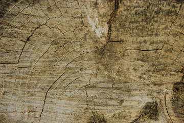 The texture of a log cabin of a tree trunk in vintage style. Log of dry old wood with cracks close-up, top view. Copy space.