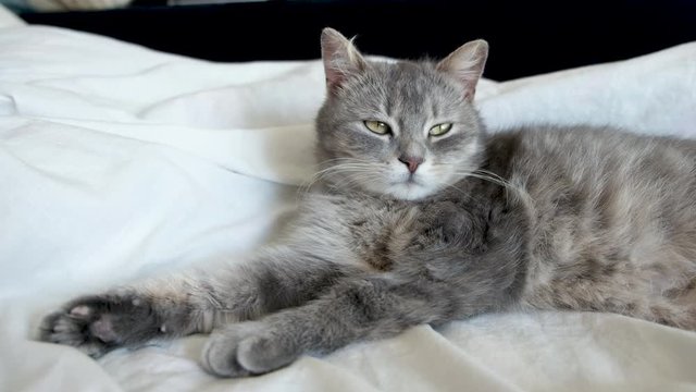 Grey cat with green eyes resting and relaxing on white bed. Kitten tries to sleep. Happy pet at home.