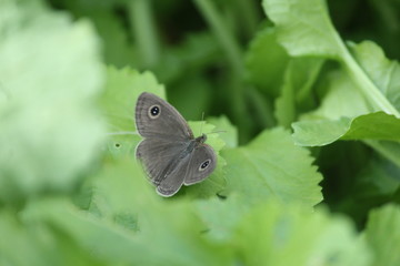 Butterfly in natures lap
