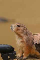 Prairie Dog