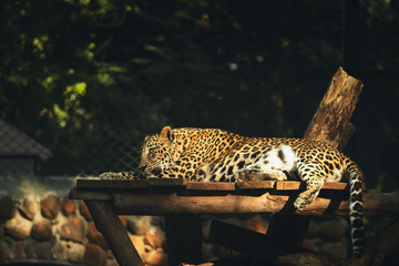 Fototapeta na wymiar Leopard Relaxing On Wooden Surface