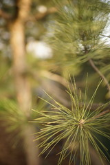 Lush pine tree branch closeup in spring garden, selective focus