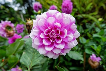 Obraz premium The pink-white flower is called dahlia. The scientific named is Dahlia pinnata.