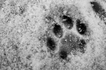 Dog Print on the Snow